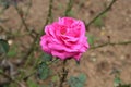 Pink colour rose plant