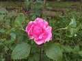 Yellow colour small round Rose Flower in the Green leaf.The Indian beautiful Yellow color seeds