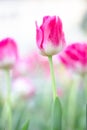 Pink colour tulips flower and daffodils on nature background Royalty Free Stock Photo