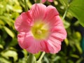 Pink coloured flower with green pollens in center and green bokeh background. Royalty Free Stock Photo