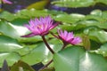 Pink blooming waterlilies and green lilypads