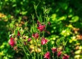 Pink columbine flower Aquilegia, granny\'s bonnet, columbine on flowerbed in spring