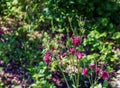 Pink columbine flower Aquilegia, granny\'s bonnet, columbine on flowerbed in spring Royalty Free Stock Photo