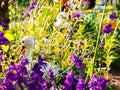 Pink columbine flower Aquilegia, granny\'s bonnet, columbine on flowerbed in spring Royalty Free Stock Photo