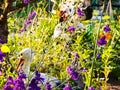 Pink columbine flower Aquilegia, granny\'s bonnet, columbine on flowerbed in spring