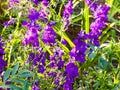 Pink columbine flower Aquilegia, granny\'s bonnet, columbine on flowerbed in spring Royalty Free Stock Photo