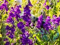 Pink columbine flower Aquilegia, granny\'s bonnet, columbine