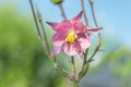 Pink Columbine flower, with blurred blue and green background. Royalty Free Stock Photo