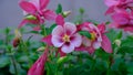 Pink Columbine flower in a garden. Royalty Free Stock Photo