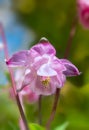 Pink columbine in the spring garden