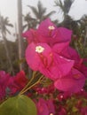 Pink colured. kagegi flower