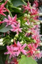 Pink combretum indicum flower in nature garden