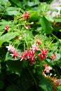 Pink Combretum indicum flower