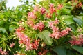 Pink combretum indicum flower