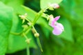 Pink common bean Phaseolus flower on a bush in the garden