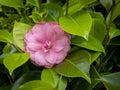 pink common camelia flower (Camellia japonica) with blurred background