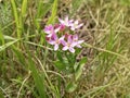 Pink common centaury wildflowers in a meadow Royalty Free Stock Photo