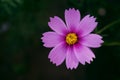 Pink Common cosmos flower. nature