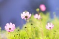 Pink common cosmos flowers Royalty Free Stock Photo