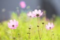 Pink common cosmos flowers Royalty Free Stock Photo