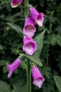 Pink common foxglove (Digitalis) flowers. Royalty Free Stock Photo