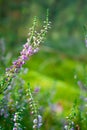 Pink common heather