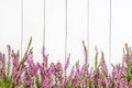 Pink Common Heather flowers border on a white wooden background. Royalty Free Stock Photo