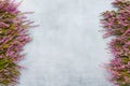 Pink Common Heather flowers on gray background. Copy space, top view. Flat lay Royalty Free Stock Photo