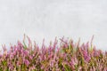 Pink Common Heather flowers on gray background. Copy space, top view. Flat lay Royalty Free Stock Photo