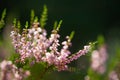 Pink common heather flowers on a green background Royalty Free Stock Photo