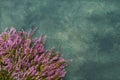 Pink Common Heather flowers on green background. Copy space, top view. Flat lay Royalty Free Stock Photo