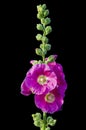 Pink Common Hollyhock flower isolated on Black Background