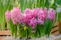 Pink common hyacinth, garden hyacinth, Dutch hyacinth