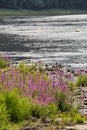 Pink common loosestrife Lythrum salicaria