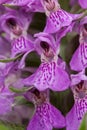 pink common marsh orchid