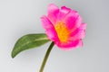 Pink Common Purslane flower, Pink flowers with thin and beautiful petals Royalty Free Stock Photo