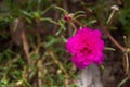 Pink common purslane or portulaca oleracea, verdolaga, red root, pigweed, little hogweed, pursley in close up Royalty Free Stock Photo