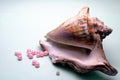 Pink Conch, also known as the Queen Conch, is a large spiral shell