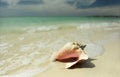 Pink conch seashell Royalty Free Stock Photo
