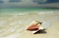 Pink conch seashell