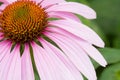 Pink Cone Flower Royalty Free Stock Photo