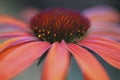 Pink cone flower