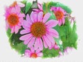 Pink cone flower digital watercolor painting