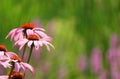 Pink Cone Flower Echinacea with bokeh blurred pink Loosetrife background