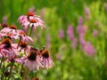 Pink Coneflower Echinacea bokeh background Royalty Free Stock Photo