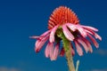 Pink Cone Flower (Echinacea purpurea) closeup against blue sky background Royalty Free Stock Photo