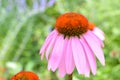 Pink cone flower Royalty Free Stock Photo