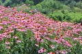 Pink Cone Flower Royalty Free Stock Photo