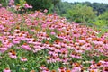 Pink Cone Flower