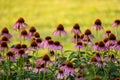 Pink cone flowers in the garden Royalty Free Stock Photo